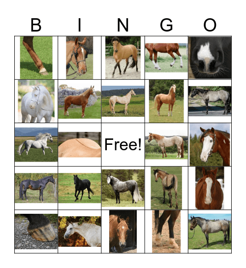 Horse Colors/Markings Bingo Card
