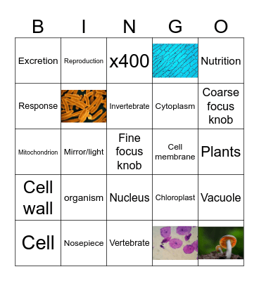 Living things, the cell and the microscope Bingo Card