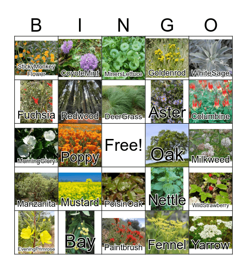 California Native Plants Bingo Card