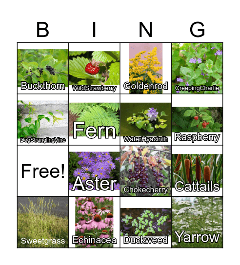 Ontario Plants Bingo Card