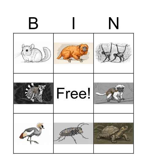 Endangered Bingo Card