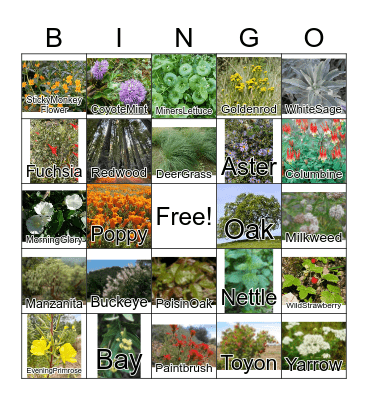 California Native Plants Bingo Card
