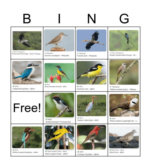 bird Bingo Card
