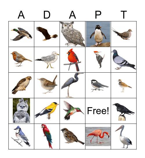 BIRD BINGO Card