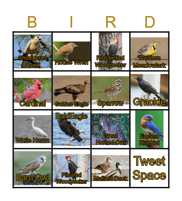 BIRDS Bingo Card