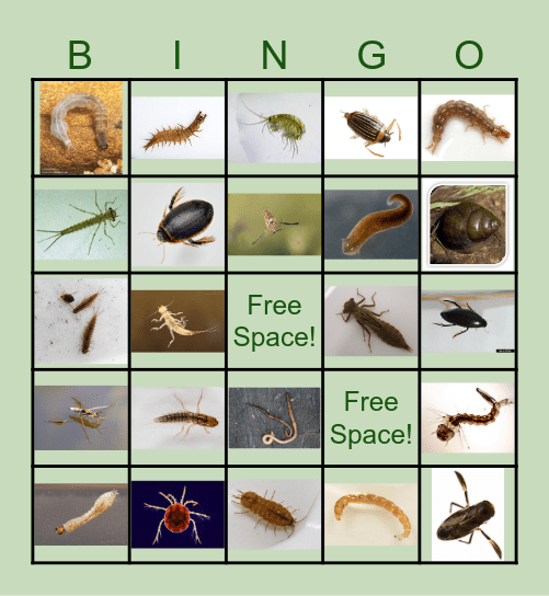 Pond Critter BINGO Card