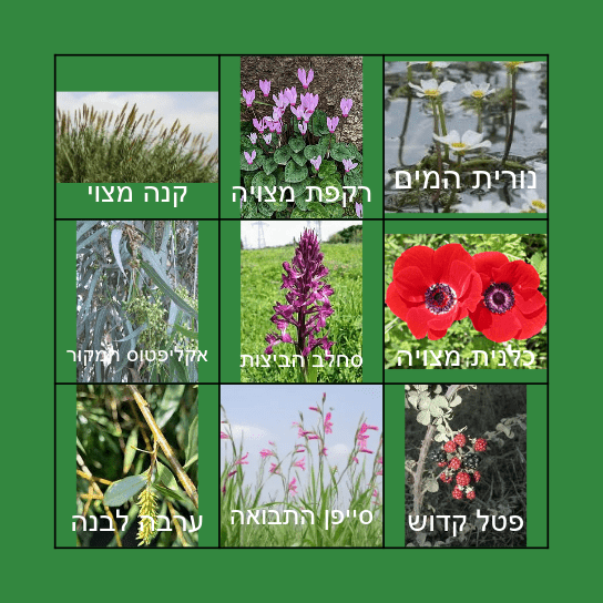 בינגו צמחים אחו בנימינה Bingo Card