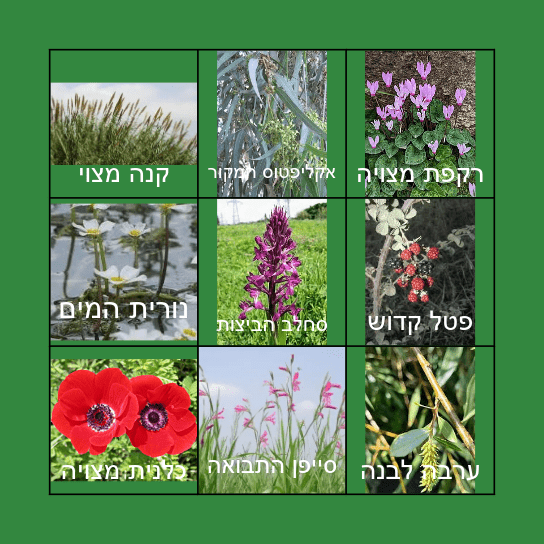 בינגו צמחים אחו בנימינה Bingo Card