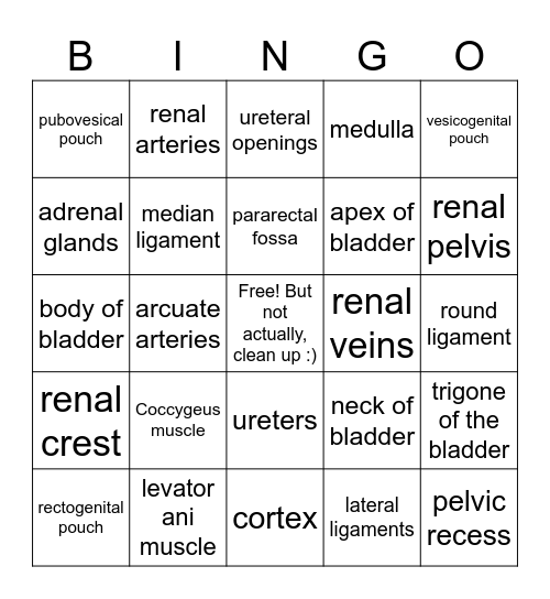 Pelvic Diaphragm & Renal Anatomy Bingo Card