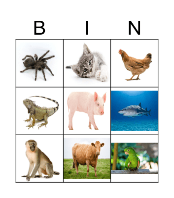 Animals Bingo Card