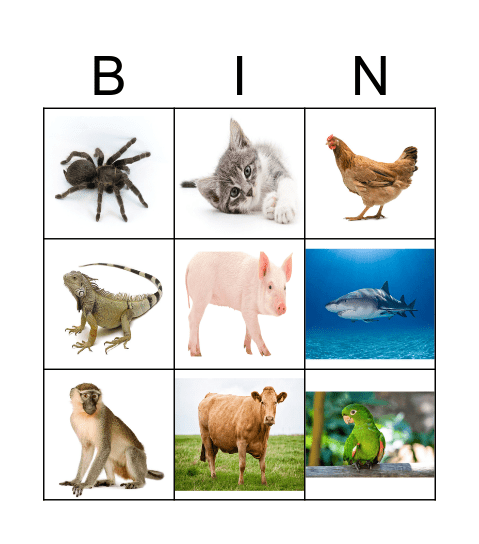 Animals Bingo Card