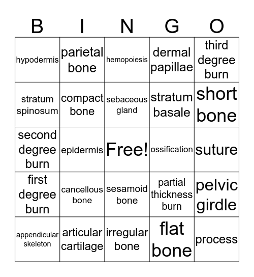 Integumentary and Skeletal Systems Bingo Card