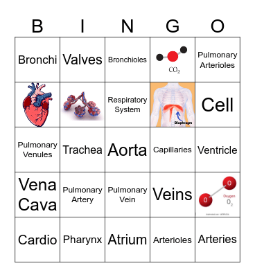 Circulatory/Respiratory Systems Bingo Card