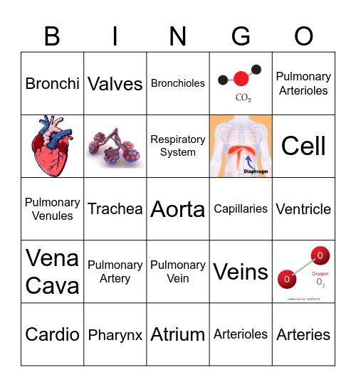 Circulatory/Respiratory Systems Bingo Card