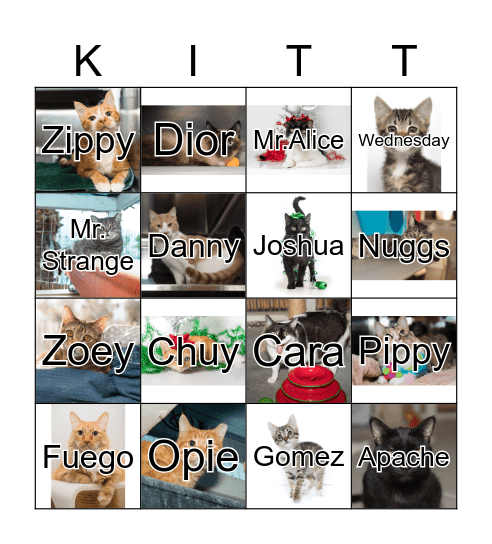 CAT BINGO Card