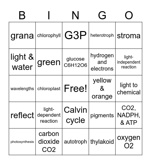 PHOTOSYNTHESIS Bingo Card