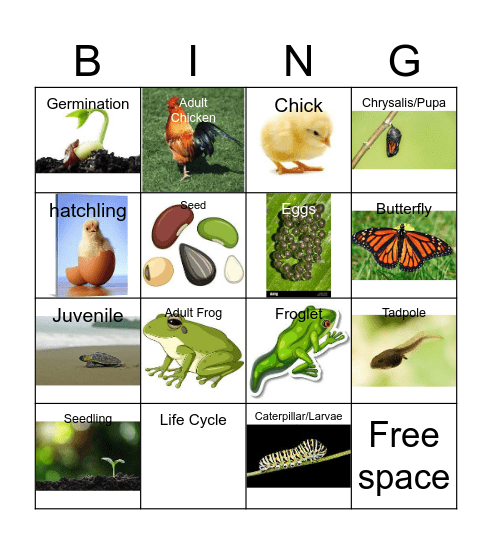 Life Cycle Bingo Card