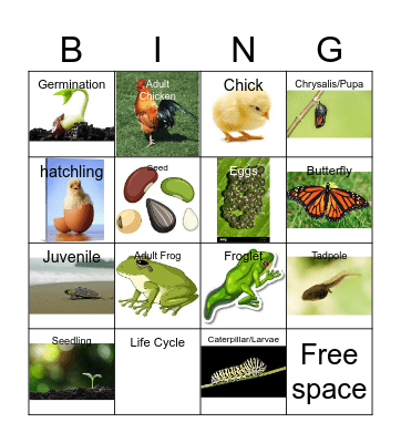 Life Cycle Bingo Card