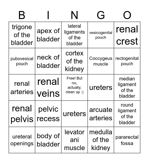 Pelvic Diaphragm & Renal Anatomy Bingo Card