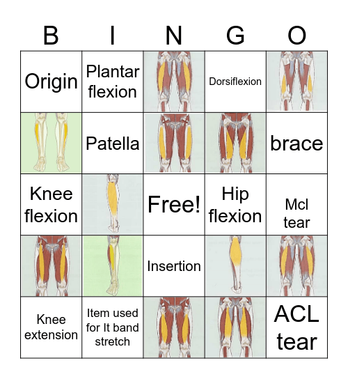 Muscle of the Leg Bingo Card