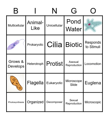 Characteristics of Life & Protists Bingo Card