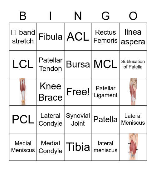 Knee Anatomy Bingo Card