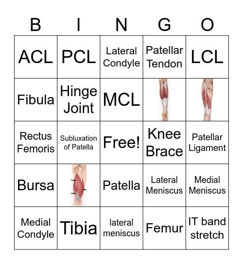 Knee Anatomy Bingo Card