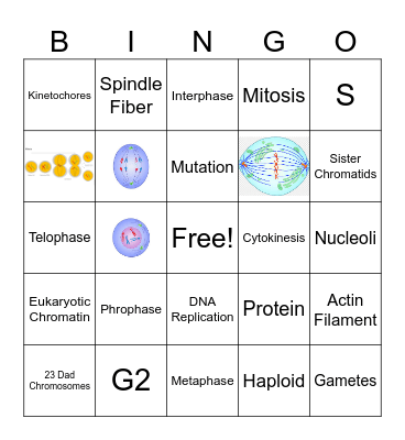 Mitosis Bingo Card