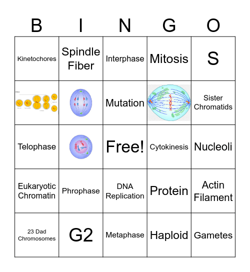Mitosis Bingo Card