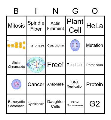 Mitosis Bingo Card