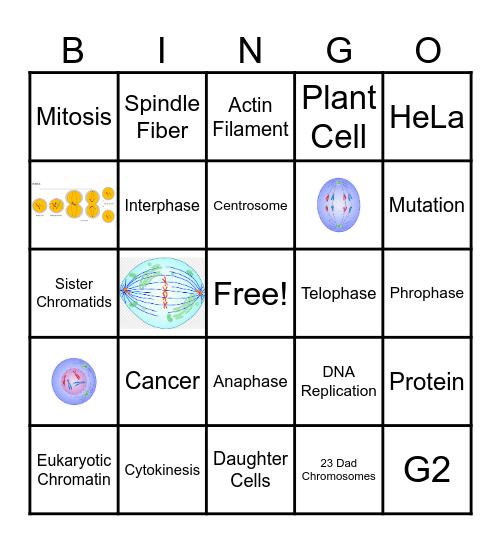 Mitosis Bingo Card