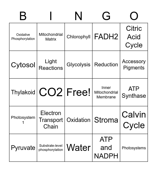 Cellular Respiration and Photosynthesis Bingo Card
