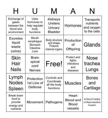 TEKS 7.13A Functions of Human Body Systems Bingo Card