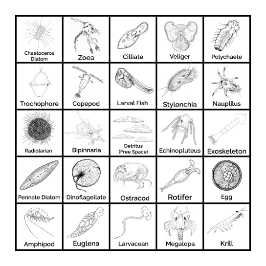 Plankton Bingo Card