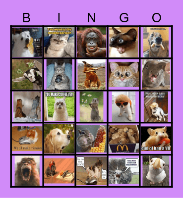 funny animals Bingo Card