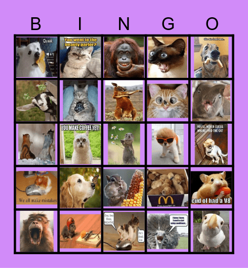funny animals Bingo Card