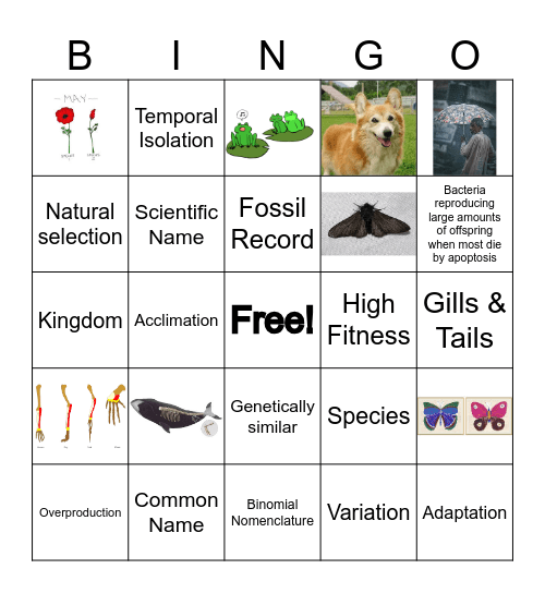 Review Bingo Card