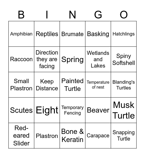 Turtle BINGO Card