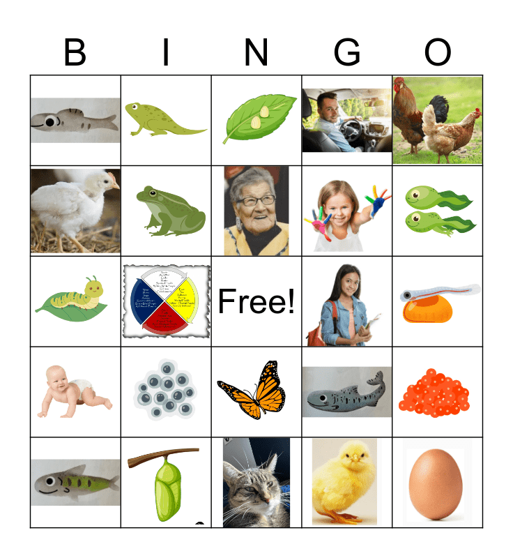 Life Cycle BINGO Card