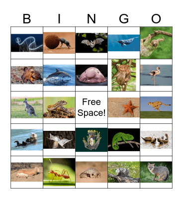 Wacky Wildlife Bingo Card
