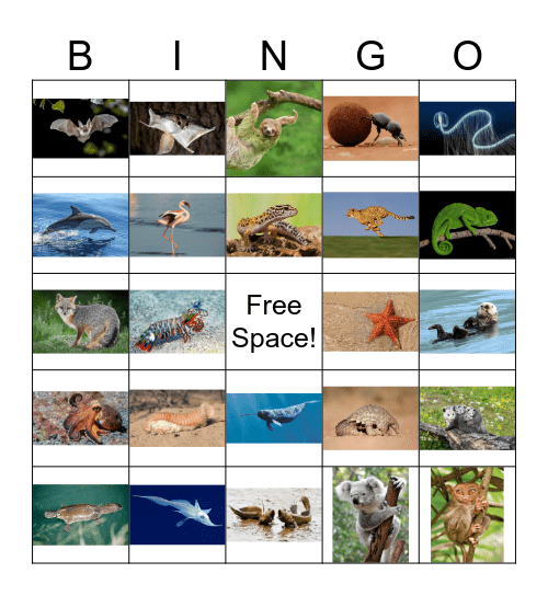 Wacky Wildlife Bingo Card
