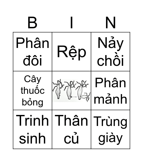 SINH SẢN VÔ TÍNH Bingo Card