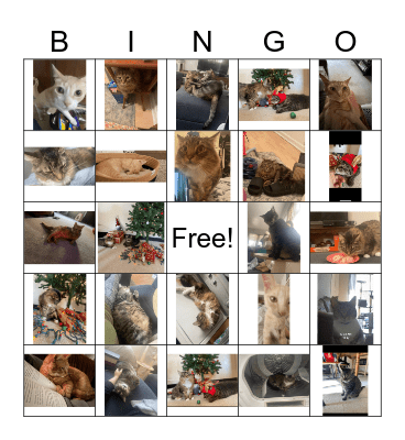 Rachel's Cat Bingo Card