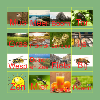 Lente! Bingo Card