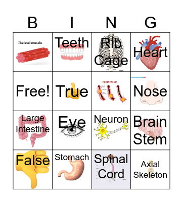 Body Systems Bingo Card