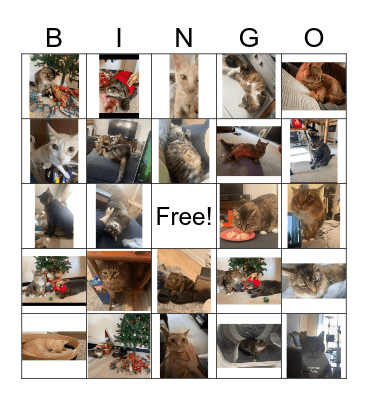 Rachel's Cat Bingo Card
