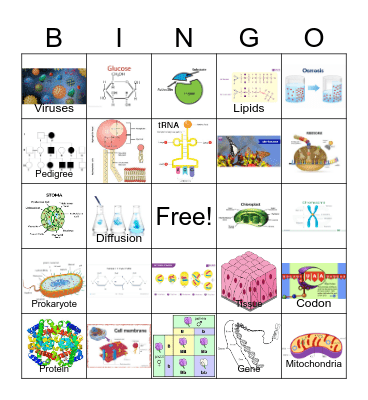 Biology Vocabulary Bingo Card