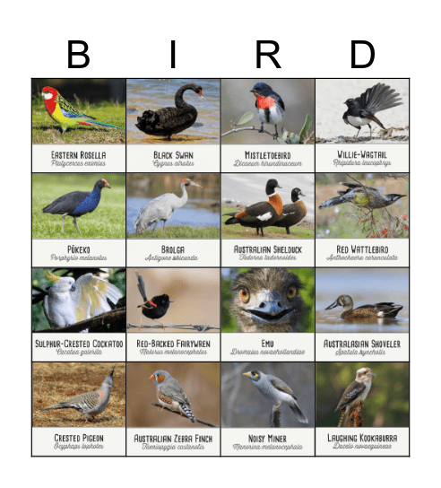 Australian Birds Bingo Card