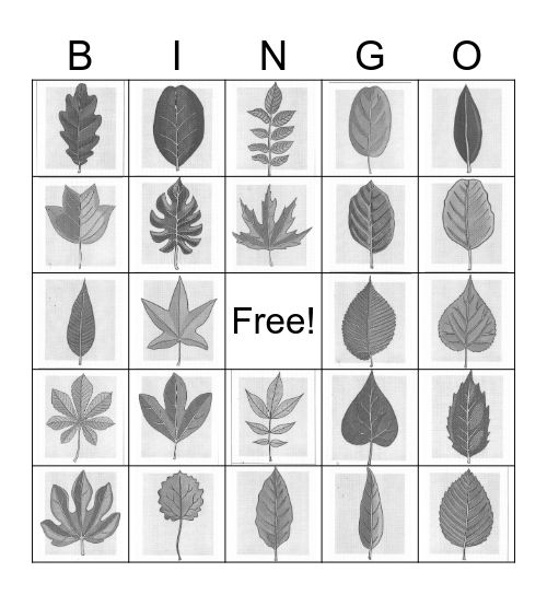 LEAF SHAPE BINGO Card