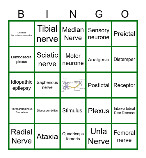 Peripheral Nervous System Bingo Card